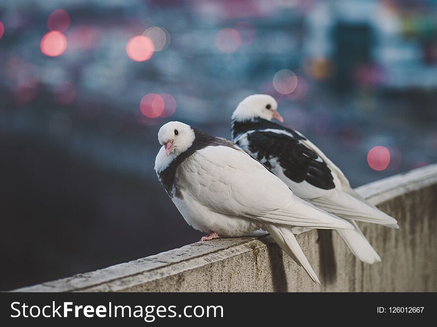 Couple of white doves on balcony in different posture.