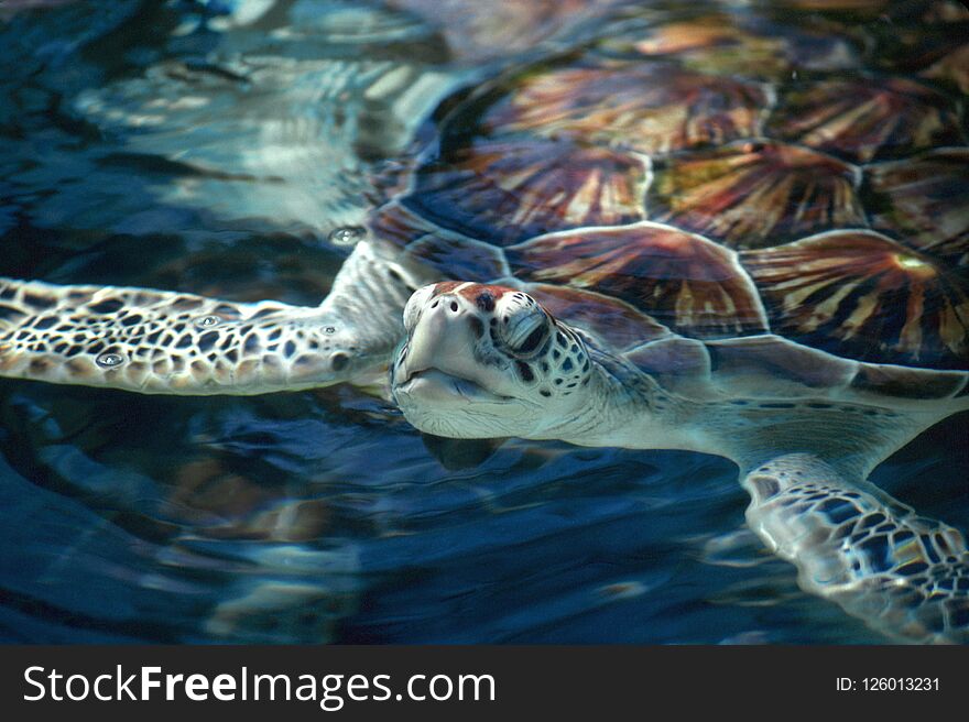 Swimming Sea Turtle Head Shot