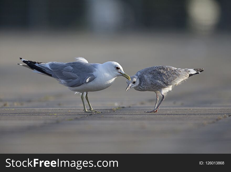 An adult and juvenile Common gull