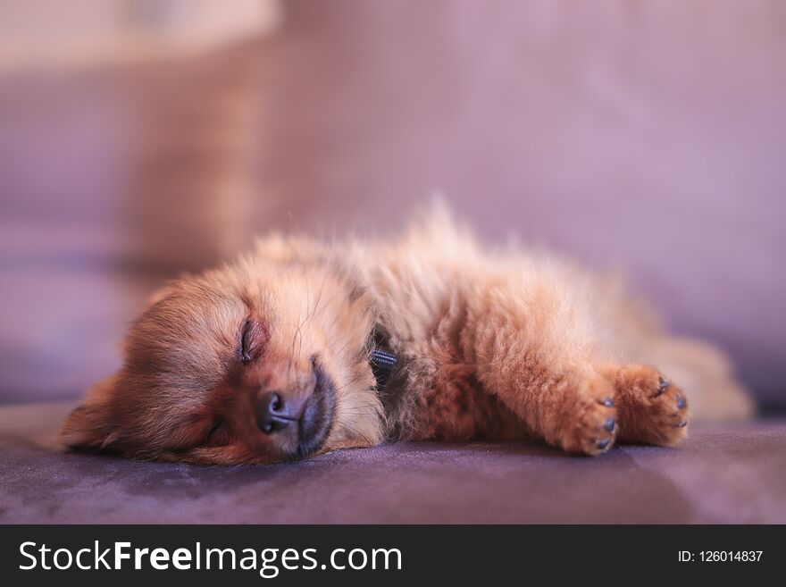 A Pomeranian Puppy Isloated. Looking Very Cute And Sweet While He Is Sleeping.