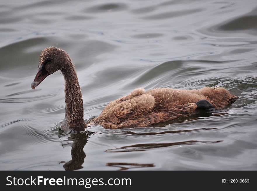 Fauna, Water Bird, Ducks Geese And Swans, Bird