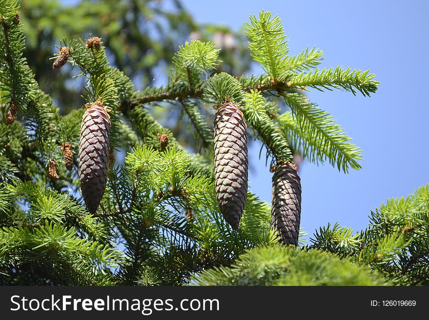Tree, Ecosystem, Pine Family, Spruce