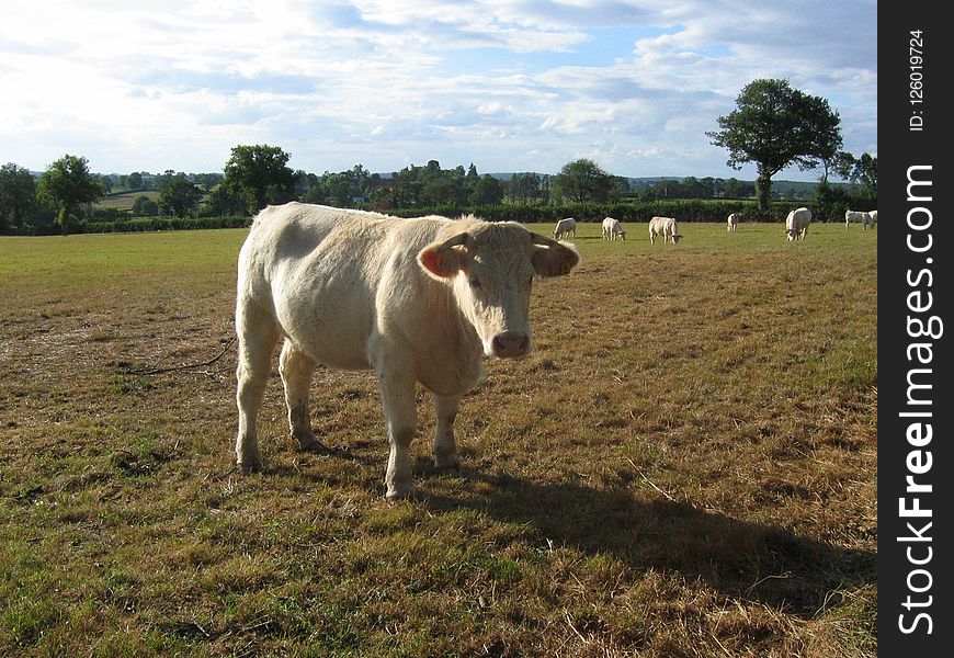 Cattle Like Mammal, Pasture, Grassland, Grazing