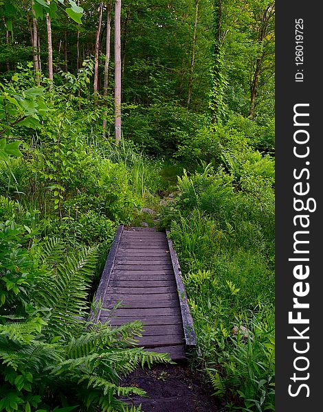 Vegetation, Green, Path, Nature