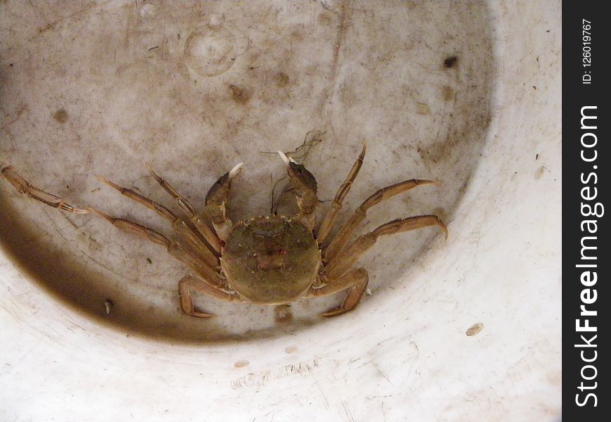Crab, Freshwater Crab, Decapoda, Invertebrate