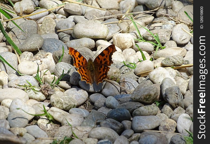 Moths And Butterflies, Butterfly, Insect, Invertebrate