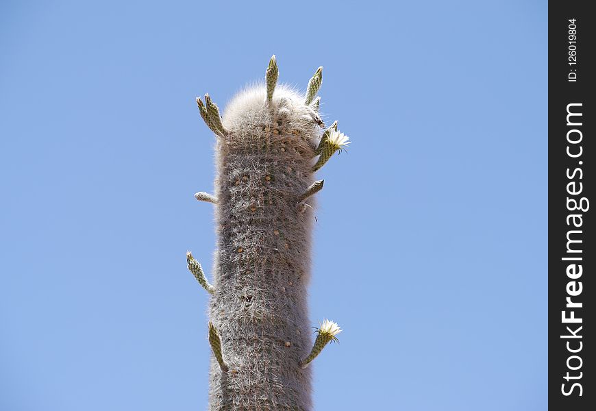 Sky, Tree, Branch, Cactus