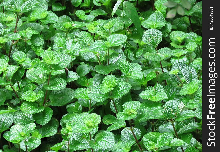 Plant, Leaf, Herb, Groundcover