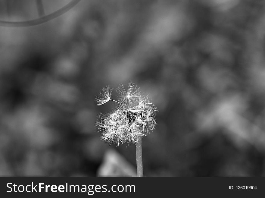 Black And White, Nature, Monochrome Photography, Flora
