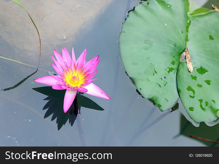 Flower, Plant, Flora, Pink