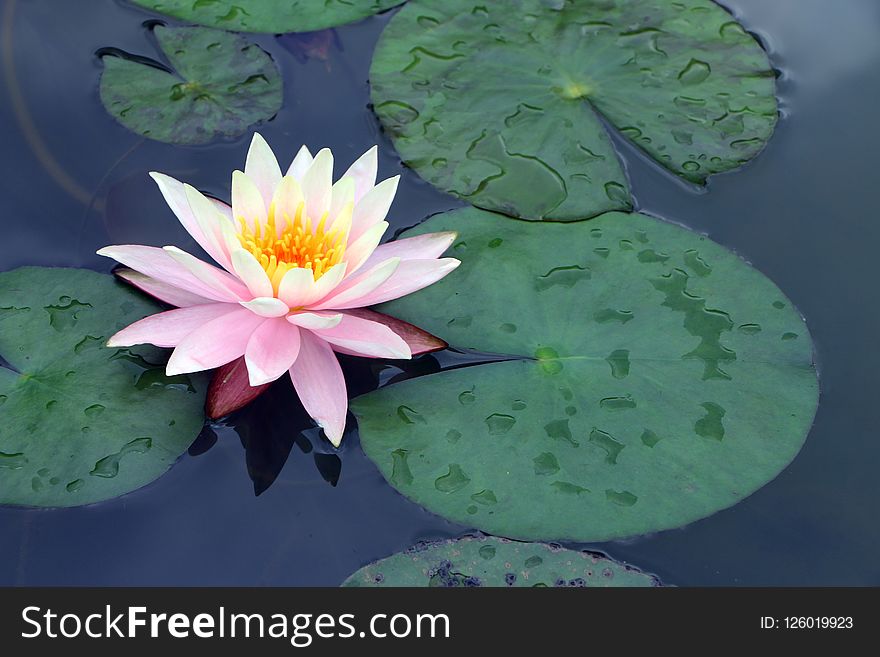 Flower, Sacred Lotus, Flora, Plant