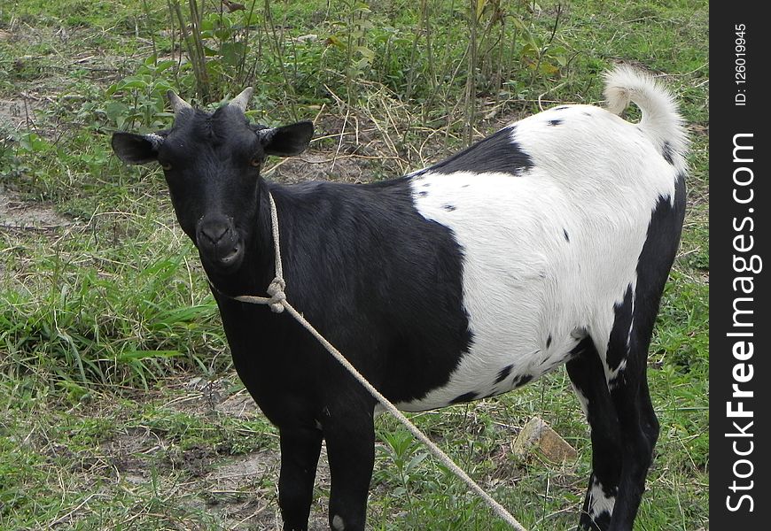Goats, Cattle Like Mammal, Goat, Pasture