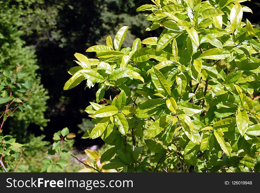 Plant, Vegetation, Flora, Leaf