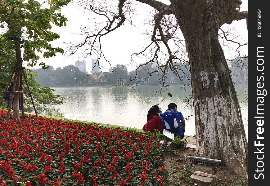 Plant, Flower, Water, Tree