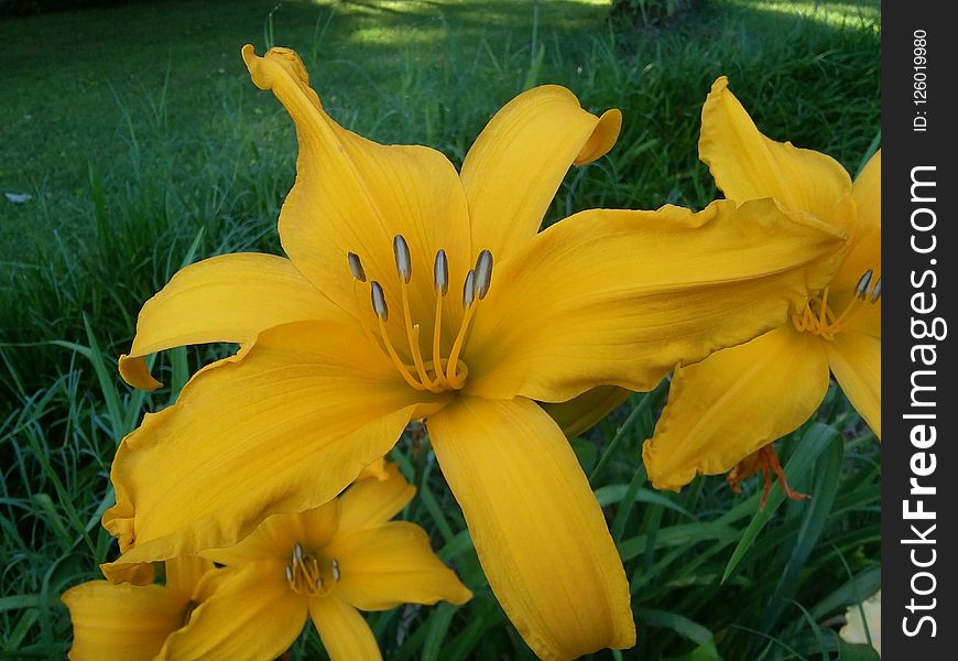 Yellow, Flower, Daylily, Lily