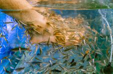 Foot Spa By Doctor Fish , The Freshwater Fish Used For Treating Royalty Free Stock Images