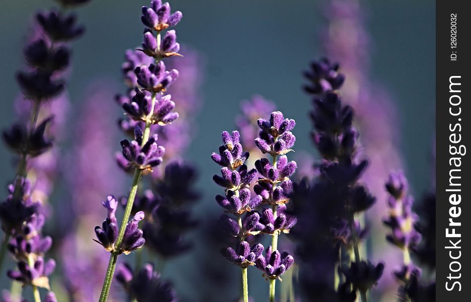 English Lavender, Lavender, Purple, Flower