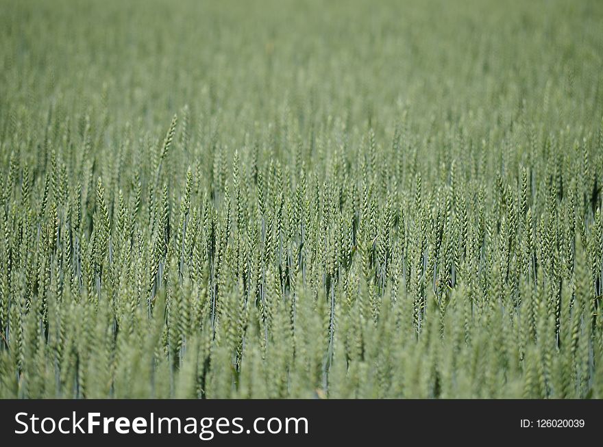 Field, Crop, Grass Family, Grass