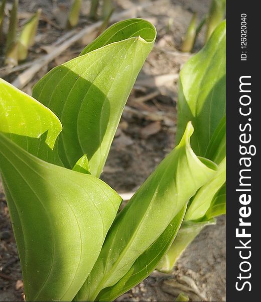 Plant, Leaf, Flora, Plant Stem