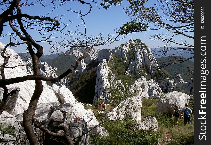 Rock, Tree, Wilderness, Mountain