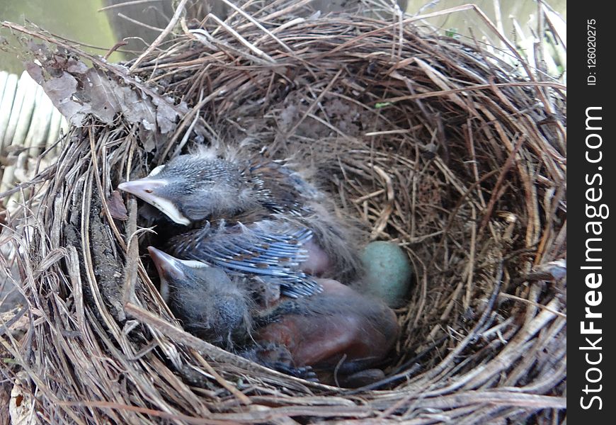 Bird, Nest, Bird Nest, Fauna