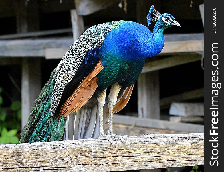 Peafowl, Fauna, Bird, Beak
