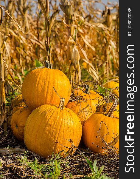 Pumpkins in the garden, against the background of other plants. Autumn, harvest, harvesting.