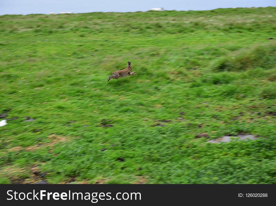 Ecosystem, Wildlife, Grassland, Fauna