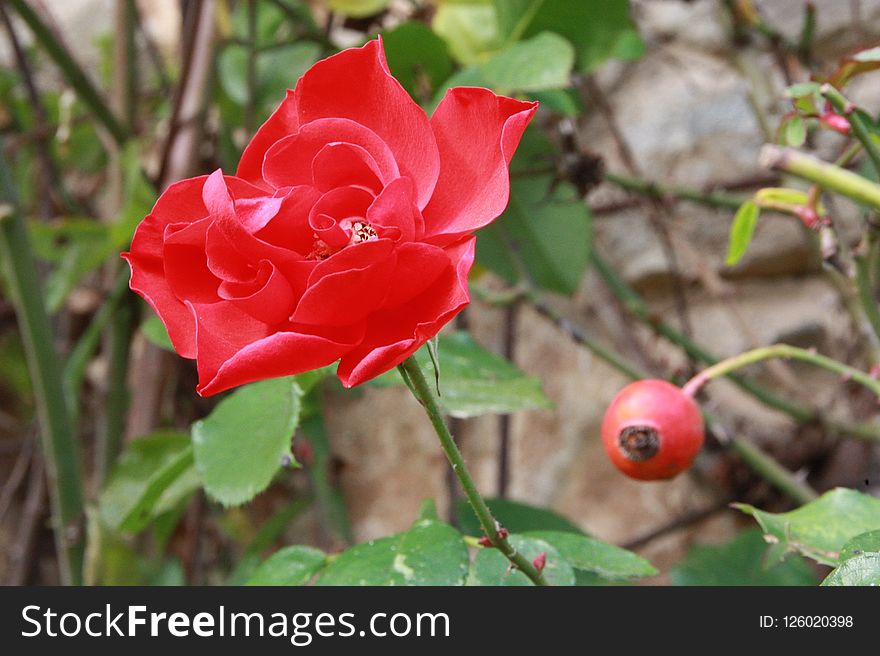 Flower, Rose, Rose Family, Plant