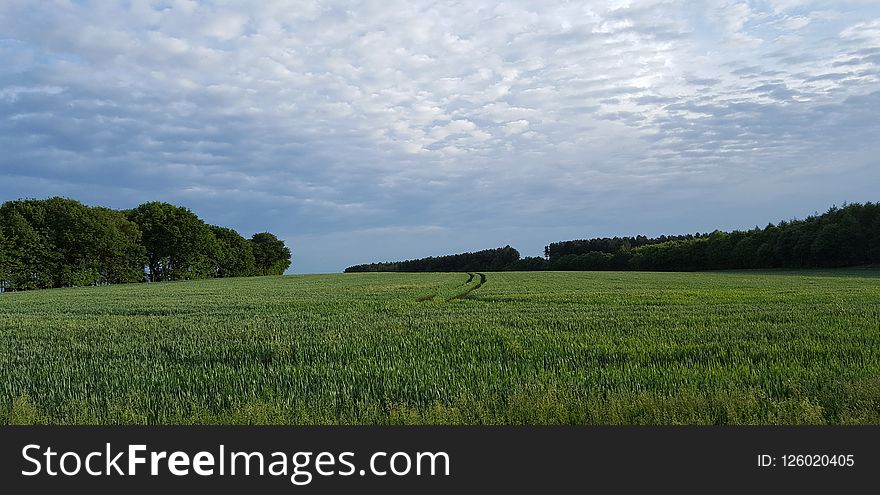 Grassland, Field, Sky, Pasture