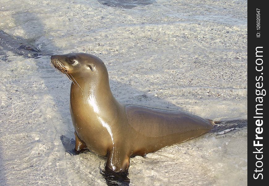 Seals, Marine Mammal, Fauna, Mammal
