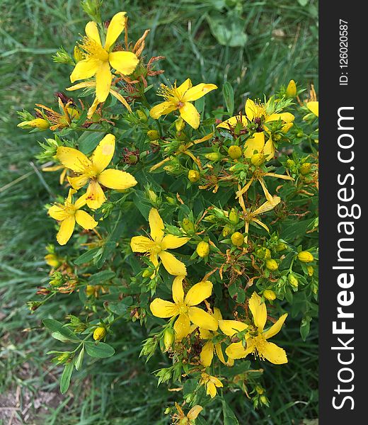 Flower, Plant, Hypericaceae, Yellow