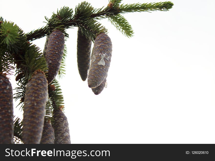 Tree, Pine Family, Palm Tree, Arecales