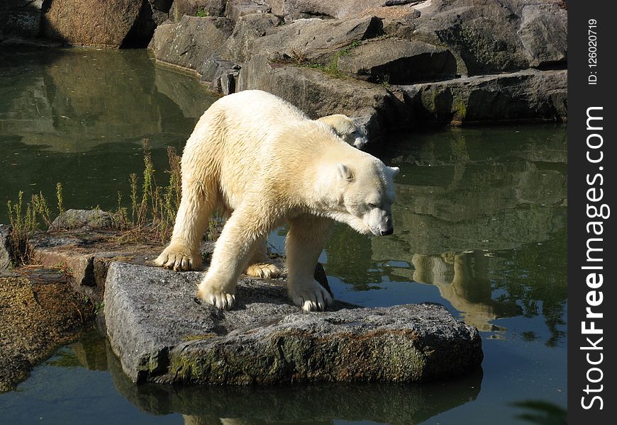 Polar Bear, Bear, Fauna, Terrestrial Animal
