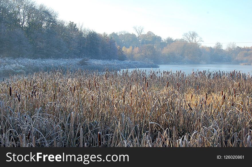 Winter, Frost, Water, Phragmites