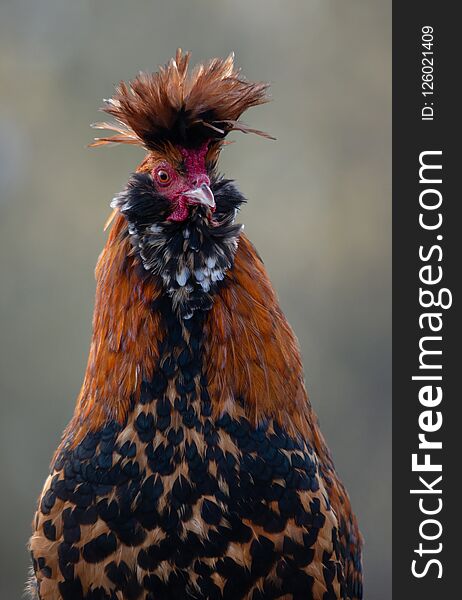 Funny portrait of a Pawlowskaja rooster - an old endangered russian brood