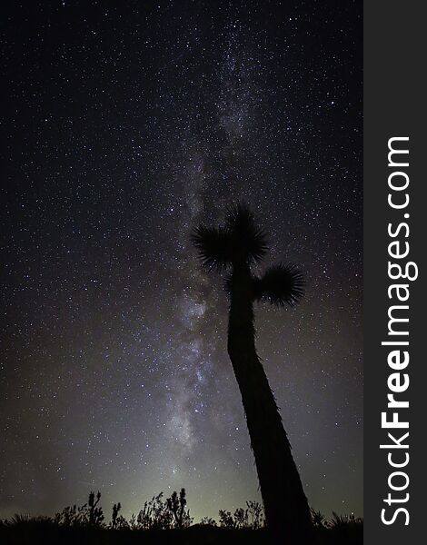 Desert landscape with Milky Way detail and Joshua Tree. Desert landscape with Milky Way detail and Joshua Tree