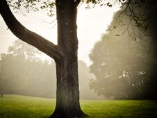 Beautiful Country Scene In Morning Mist Royalty Free Stock Photography