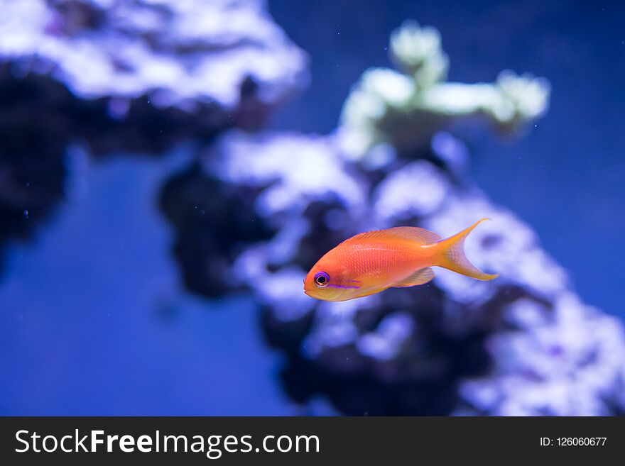 A bright orange goldfish swims in a cool tone colorful aquarium environment, with coral or rocky formation blurred in the background. A bright orange goldfish swims in a cool tone colorful aquarium environment, with coral or rocky formation blurred in the background
