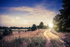 Pine Forest With Flare Royalty Free Stock Image Pine Forest With Flare Royalty Free Stock Image