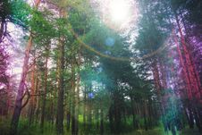 Pine Forest With Flare Stock Photos Pine Forest With Flare Stock Photos