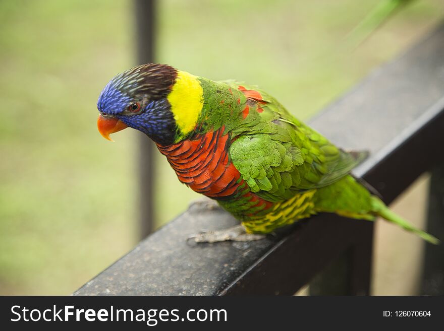 Rainbow Lorikeet