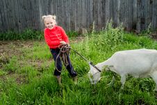 A Little Beautiful Girl In A Barnyard Walks With A Horse, Royalty Free Stock Image