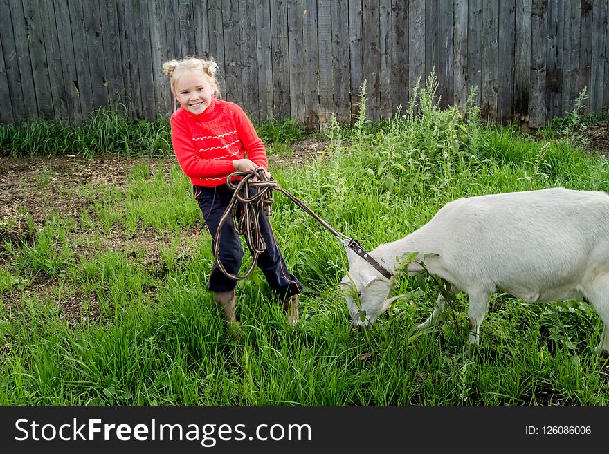 A little beautiful girl in a barnyard walks with a horse