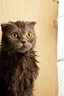 Kitten Is Wet Royalty Free Stock Photography