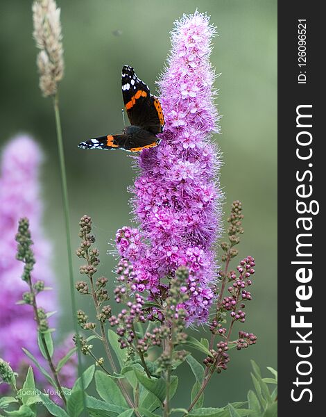 Butterfly siting on a flower in the garden. n. Butterfly siting on a flower in the garden. n