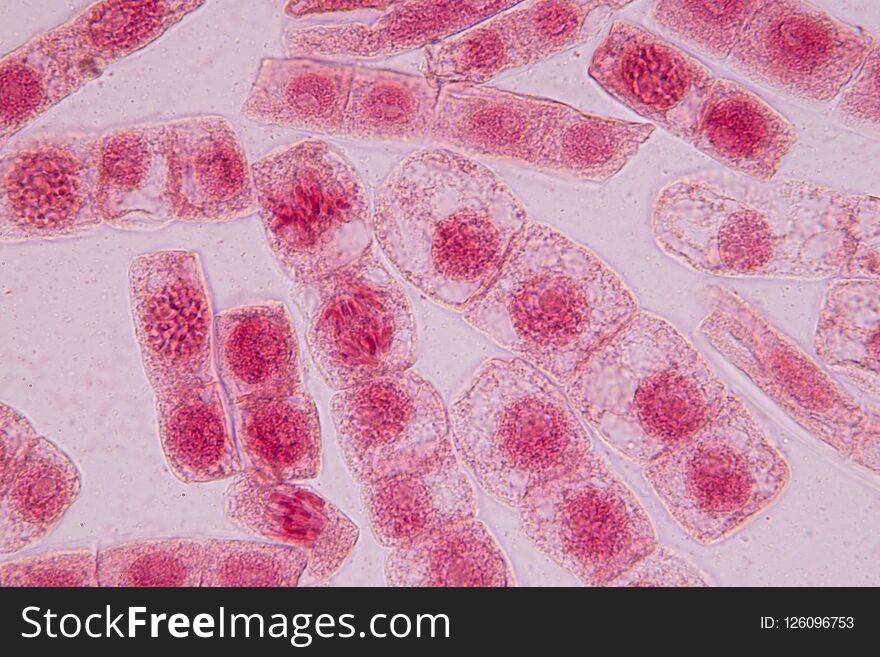Root tip of Onion and Mitosis cell in the Root tip of Onion with dye extracts in glutinous rice under a microscope. Root tip of Onion and Mitosis cell in the Root tip of Onion with dye extracts in glutinous rice under a microscope.
