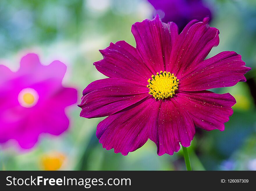 Multicolored bright flower of the cosmos sunlit