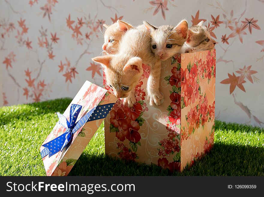 Cute kitties are put inside a gift box