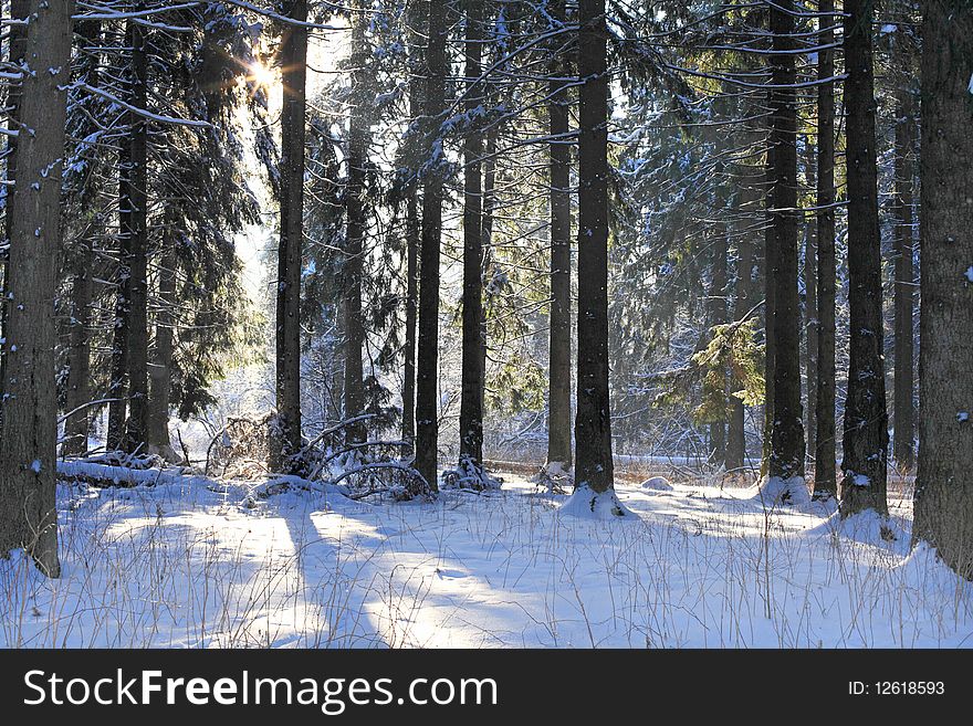 Sunny frosty day in fur-tree forest. Snowflakes, being turned and sparkling in shining sun beams, fall to the ground from branches of trees